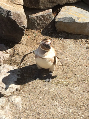 水族館_b0356976_19554034.jpg