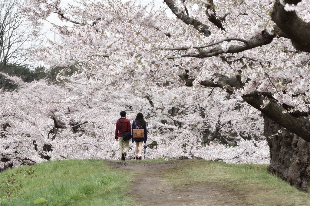 函館桜2016.....6_d0105582_20195837.jpg