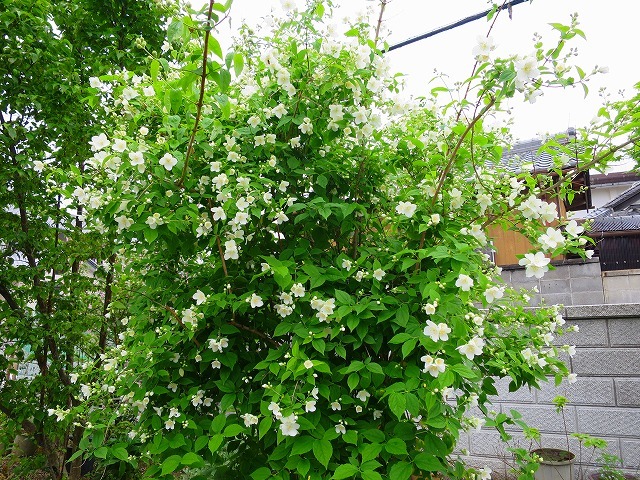 熊野古道・紀伊路　伊太祈曽～藤白へー６　且来かいわい_b0326483_17035895.jpg