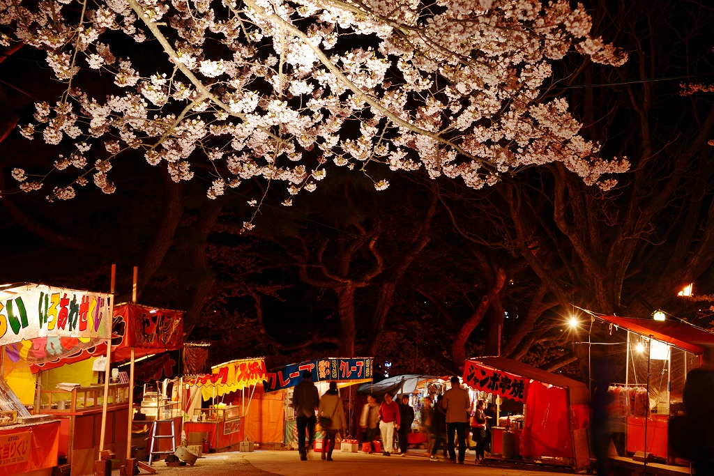 函館公園の夜桜_c0240388_17203974.jpg