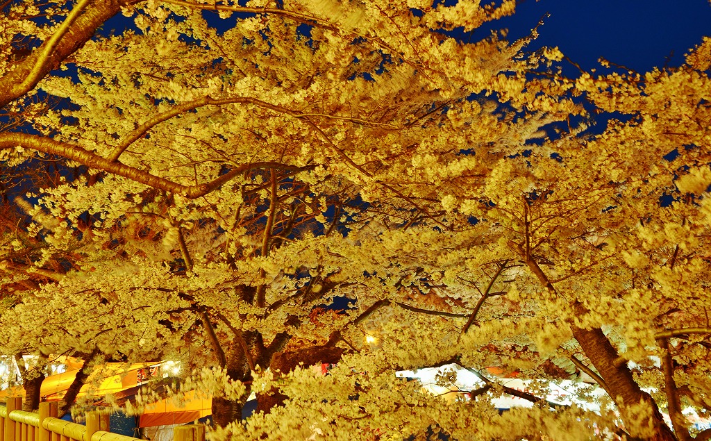 函館公園の夜桜_c0240388_1721056.jpg