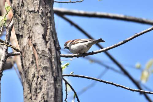 2016北海道 その他の鳥さん_e0241691_1739391.jpg