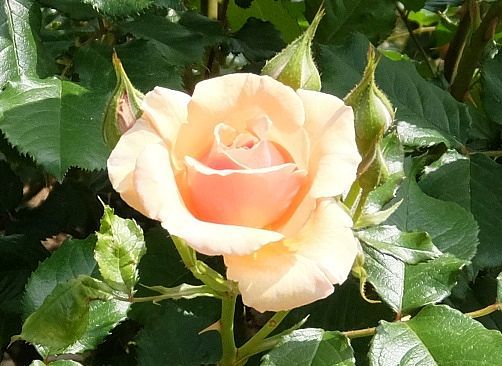 c0119197_08362740.jpg