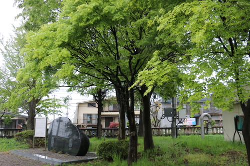 小雨けぶる新緑の米沢キャンパス　５月４日午前　（穀雨　末候）　牡丹華さく・２_c0075701_11424874.jpg