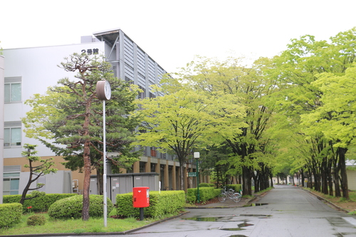 小雨けぶる新緑の米沢キャンパス　５月４日午前　（穀雨　末候）　牡丹華さく・２_c0075701_11431086.jpg