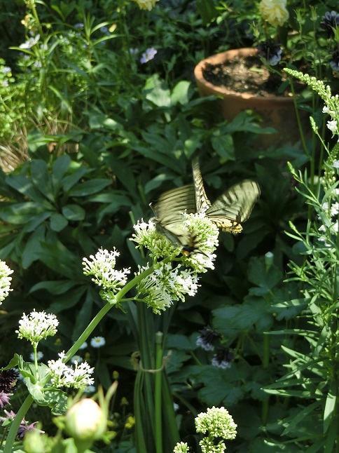 色んな虫がやってきます セントランサス Weekend Garden