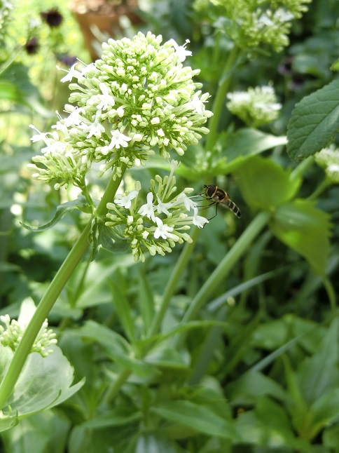 色んな虫がやってきます セントランサス Weekend Garden