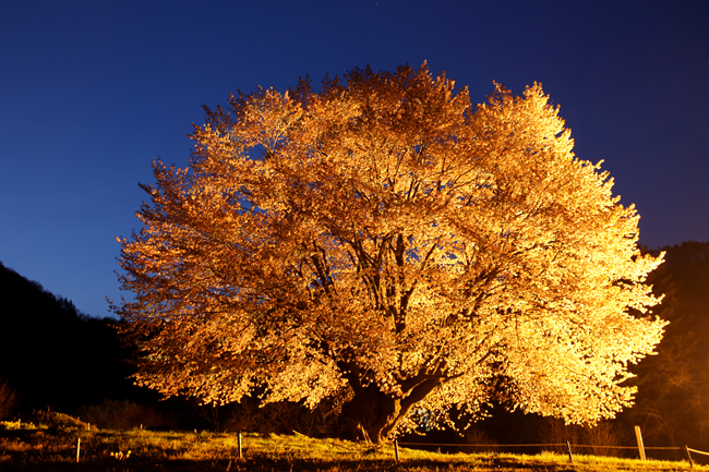 片品村の天王桜　～夜桜編～_f0179404_8373794.jpg