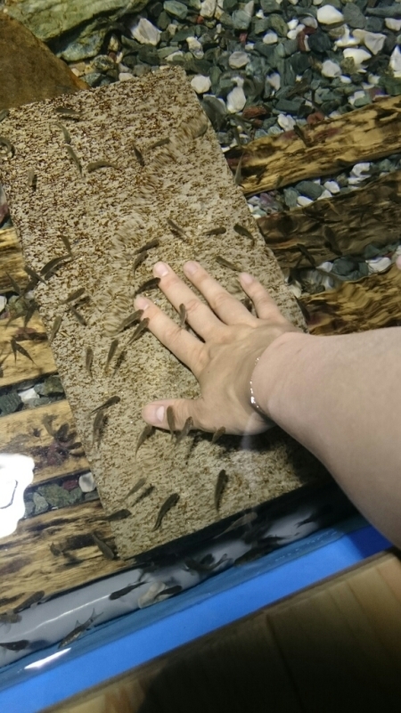 e0278508_05391490.jpg