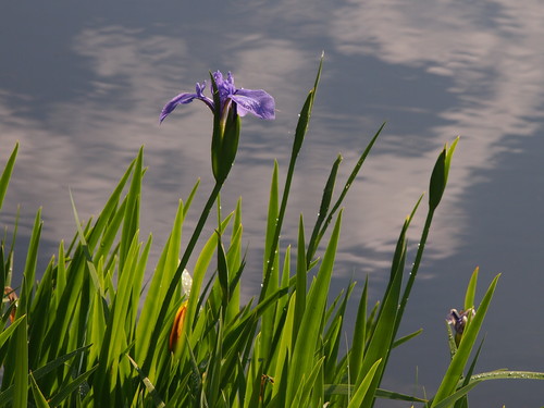 濡れた花、露は宝石　’16/05/04_d0048812_10483556.jpg