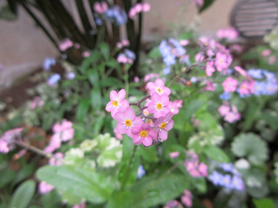 ５月の裏庭の小花たち_f0067514_2211128.jpg