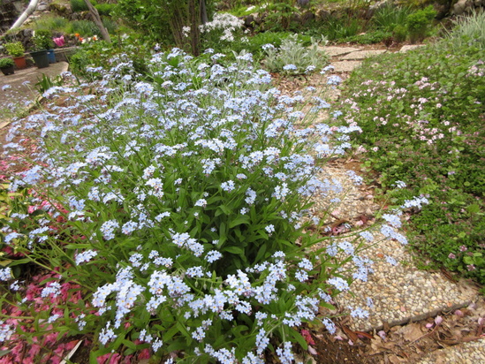 ５月の裏庭の小花たち_f0067514_22125555.jpg