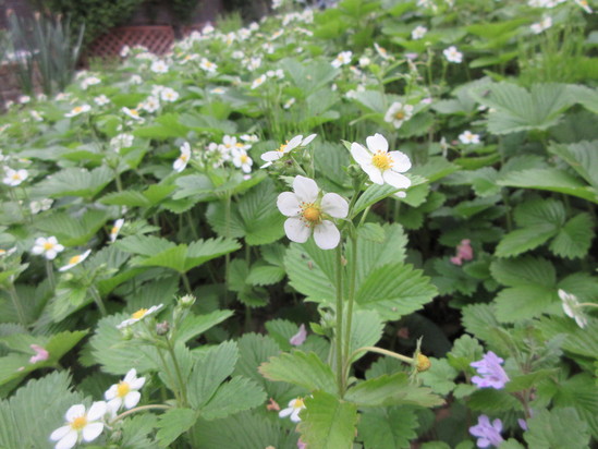 5月の裏庭の小花たち_f0067514_22135710.jpg