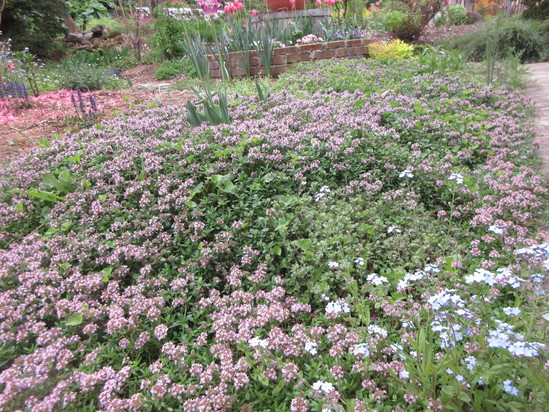 ５月の裏庭の小花たち_f0067514_22171694.jpg