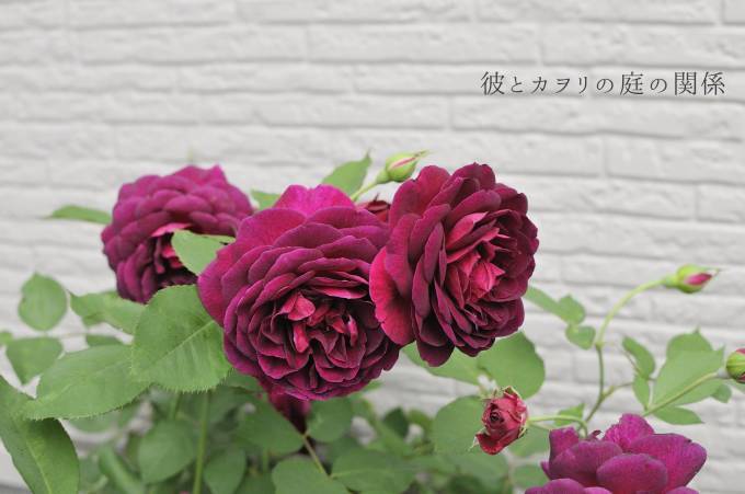 夏に咲かせた薔薇_c0365716_23371683.jpg