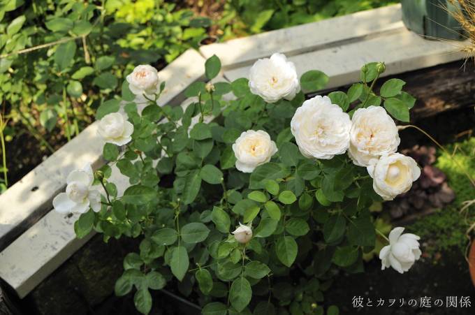 夏に咲かせた薔薇_c0365716_23380367.jpg