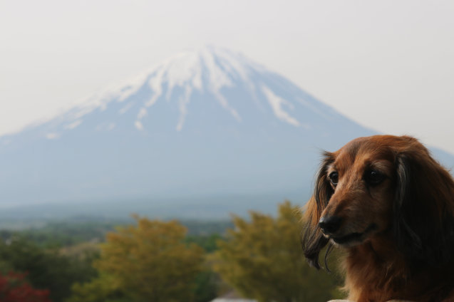 富士の旅♪富士芝桜まつり編_a0037322_14195222.jpg