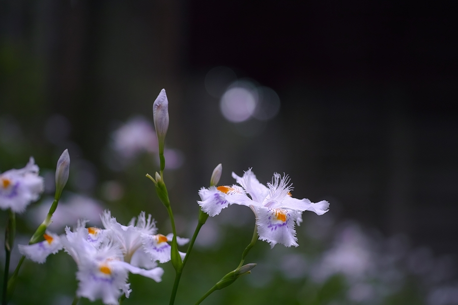 「四季の花だより」 ～ 高蔵寺のシャガ ～_b0338222_14515371.jpg