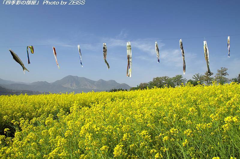 長野県飯山市 菜の花公園 にて 11年 四季彩の部屋