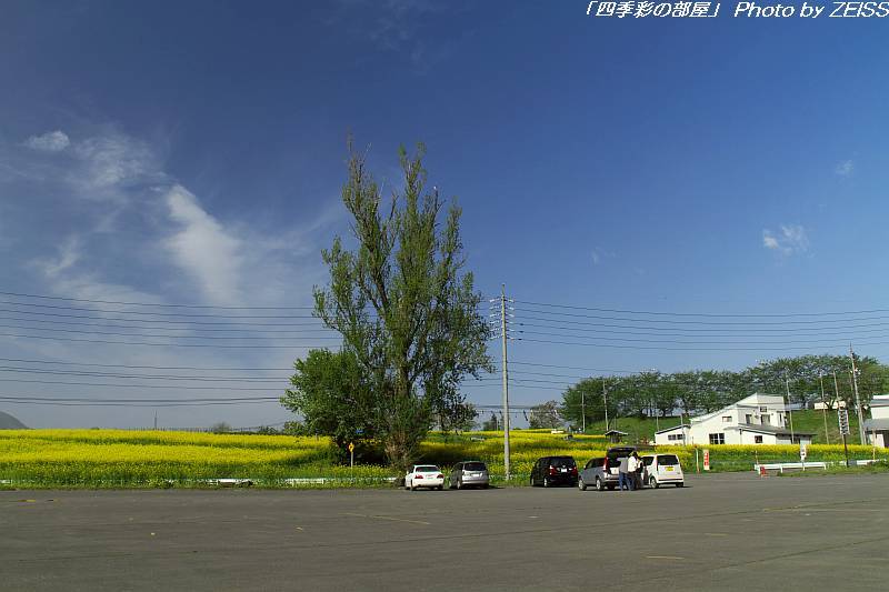 長野県飯山市 菜の花公園 にて 11年 四季彩の部屋