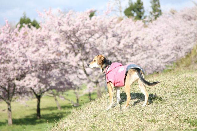 青空と桜とあんちゃんと_b0031538_2240830.jpg