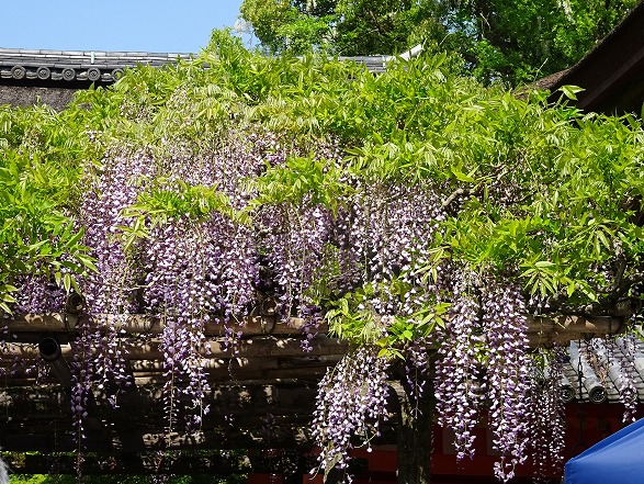 b0299042_6515492.jpg