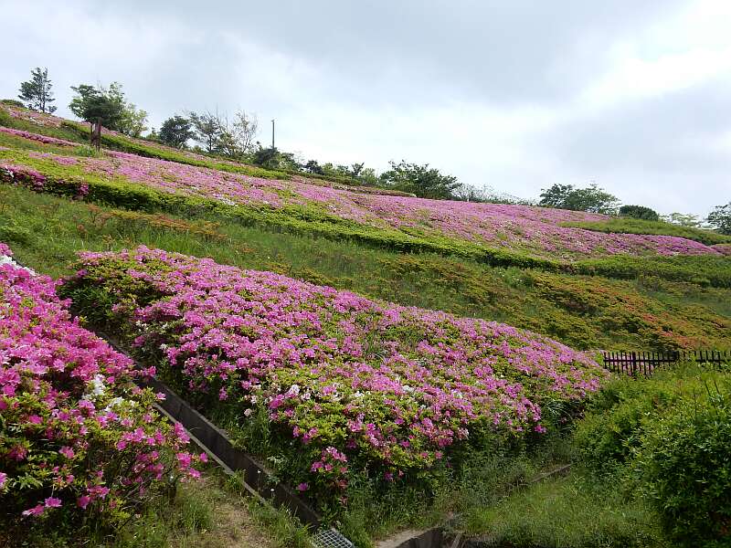 ツツジ　湘南国際村_e0043548_10401787.jpg