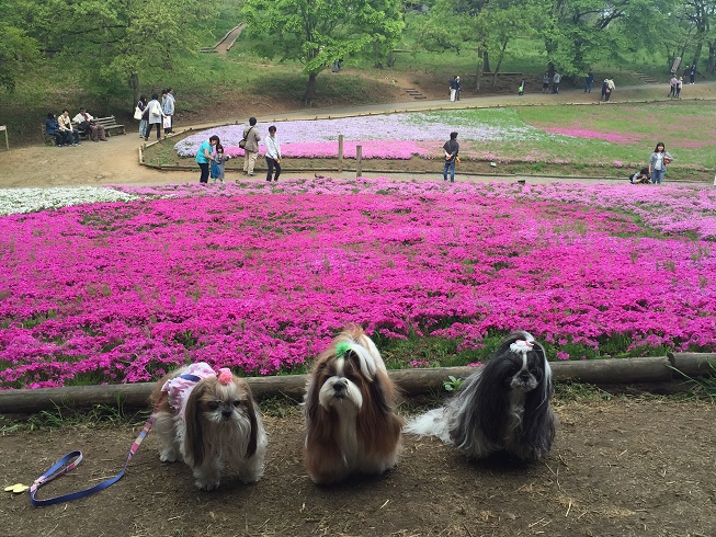 2016年5月羊山公園＆長瀞へ♪_e0201748_6444829.jpg