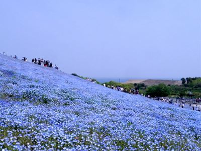 ひたち海浜公園、ﾈﾓﾌｨﾗの丘_b0220251_9443385.jpg