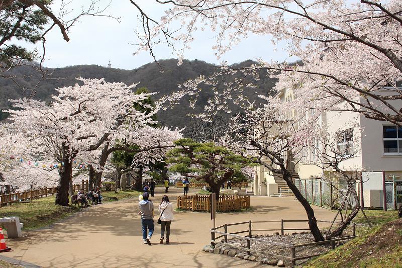 ２０１６　5月1日　函館公園の花見　１_b0250154_23500034.jpg