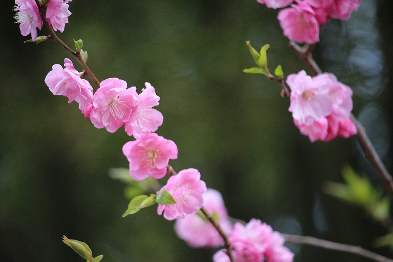 ２０１６　5月1日　函館公園の花見　１_b0250154_23504434.jpg