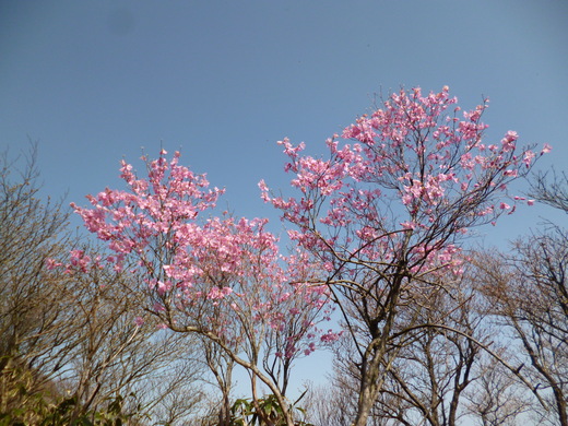 武平峠からアカヤシオ咲く御在所岳へ_d0231858_12424295.jpg