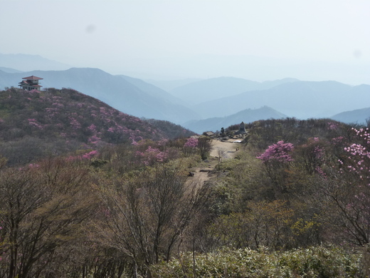 武平峠からアカヤシオ咲く御在所岳へ_d0231858_12524424.jpg