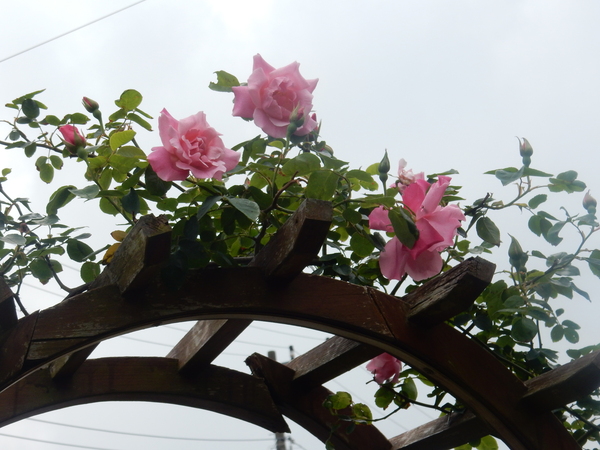 ’16,5,4(水)今日は強風と雨!_f0060461_852661.jpg