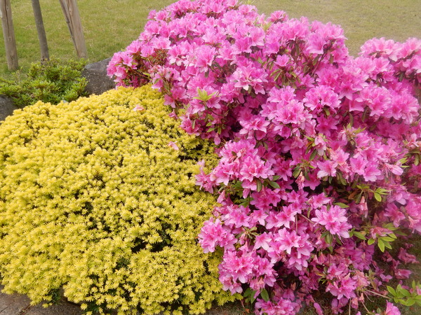 ’16,5,4(水)今日は強風と雨!_f0060461_857363.jpg