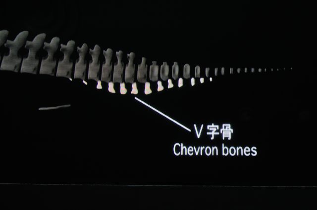 クジラ類の骨格の構造とは_c0081462_14453069.jpg