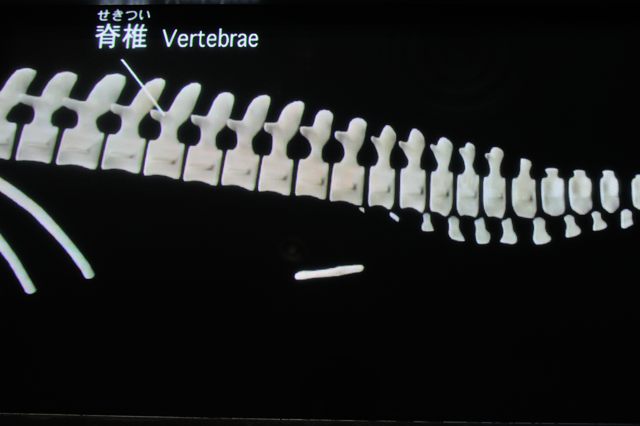 クジラ類の骨格の構造とは_c0081462_1445824.jpg
