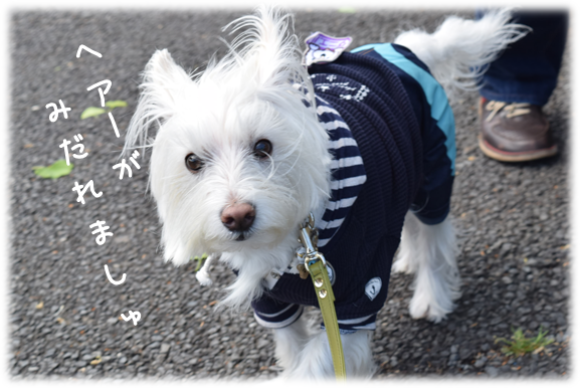 b0242873_23564160.png