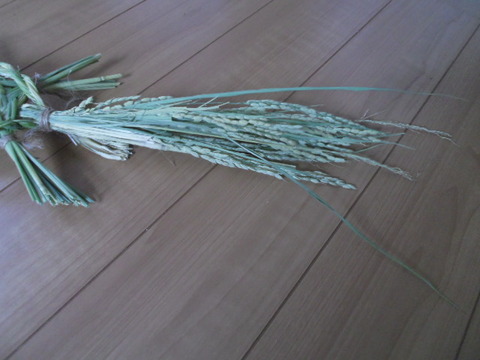 カメさんのしっぽ いねのかみ すべては おかげさま カメさんのしっぽ いねのかみ すべては おかげさま