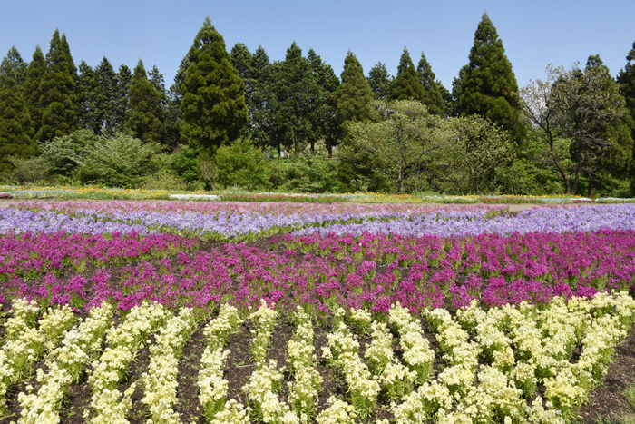絶景!天空の花園!くじゅう花公園写真(阿蘇くじゅう国立公園内)2_e0171573_23175789.jpg