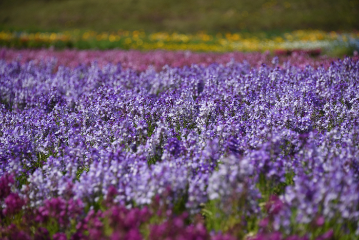 絶景!天空の花園!くじゅう花公園写真(阿蘇くじゅう国立公園内)2_e0171573_2318256.jpg