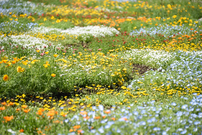 絶景!天空の花園!くじゅう花公園写真(阿蘇くじゅう国立公園内)2_e0171573_23191814.jpg