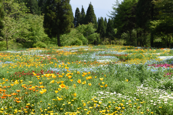 絶景!天空の花園!くじゅう花公園写真(阿蘇くじゅう国立公園内)2_e0171573_2319883.jpg