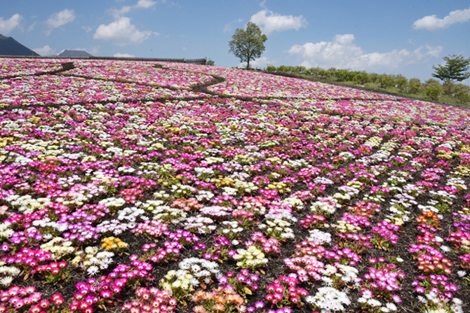 絶景!天空の花園!くじゅう花公園写真(阿蘇くじゅう国立公園内)_e0171573_23361120.jpg