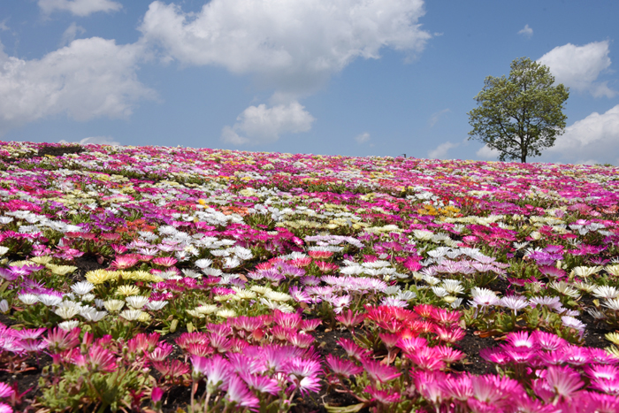 絶景!天空の花園!くじゅう花公園写真(阿蘇くじゅう国立公園内)_e0171573_23363486.jpg