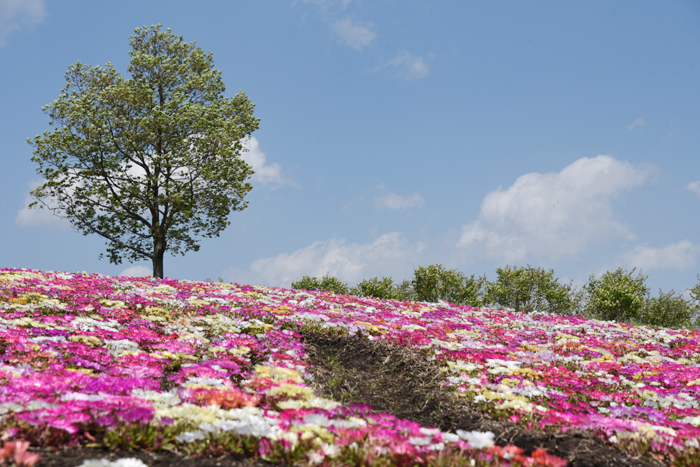 絶景!天空の花園!くじゅう花公園写真(阿蘇くじゅう国立公園内)_e0171573_23364448.jpg