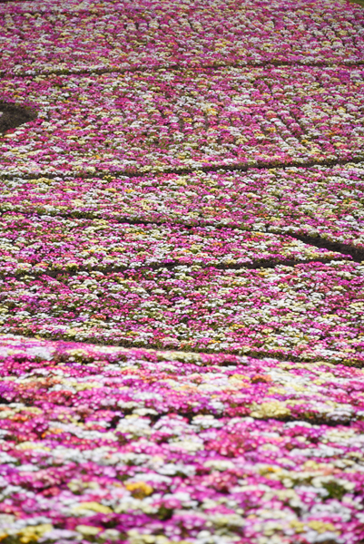 絶景!天空の花園!くじゅう花公園写真(阿蘇くじゅう国立公園内)_e0171573_2337314.jpg