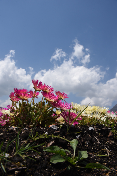 絶景!天空の花園!くじゅう花公園写真(阿蘇くじゅう国立公園内)_e0171573_23373989.jpg