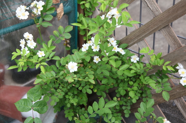 ノイバラ 16 05 03 台木から出てきた花 バラの香り 4 Seasons ノイバラ 16 05 03 台木から出てきた花 バラの香り 4 Seasons