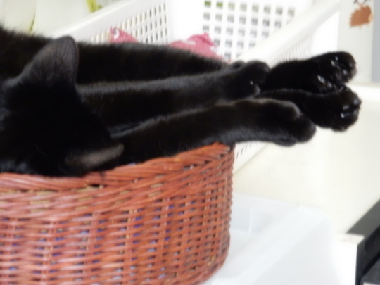 こんなご~るでん_e0355177_14584889.jpg